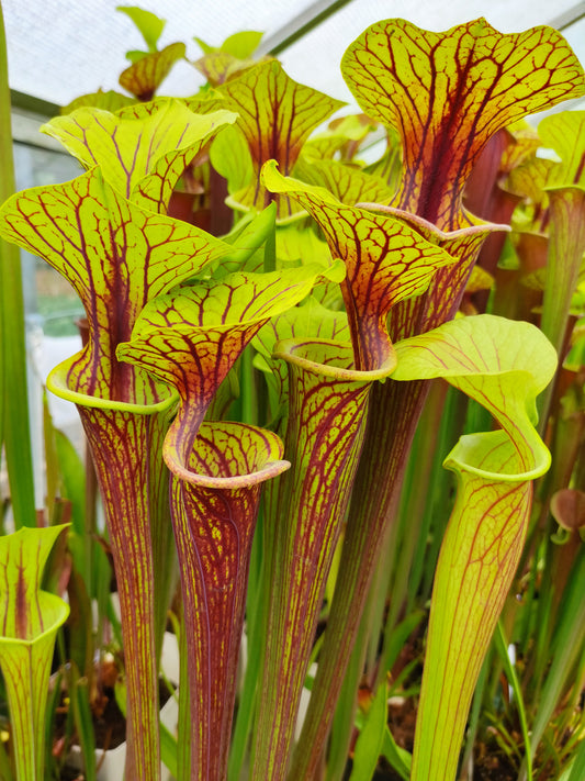 Sarracenia flava var. ornata Miramar