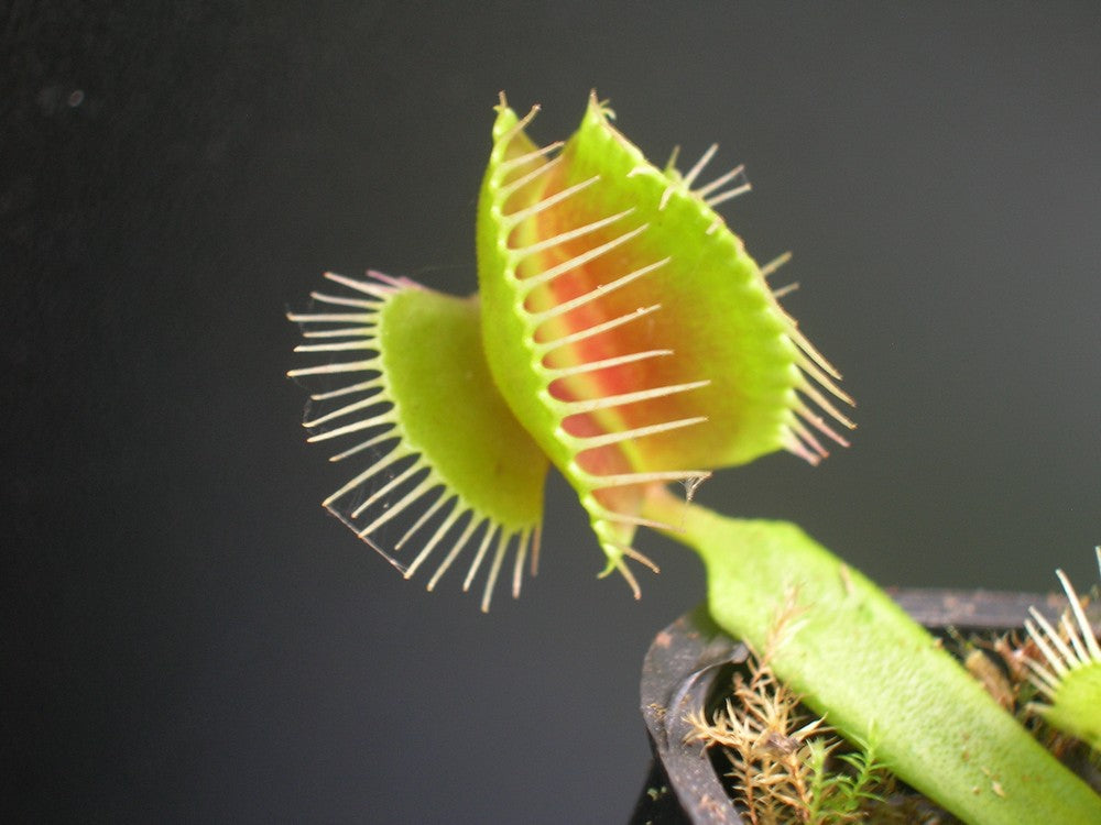 Dionaea muscipula  Mirror