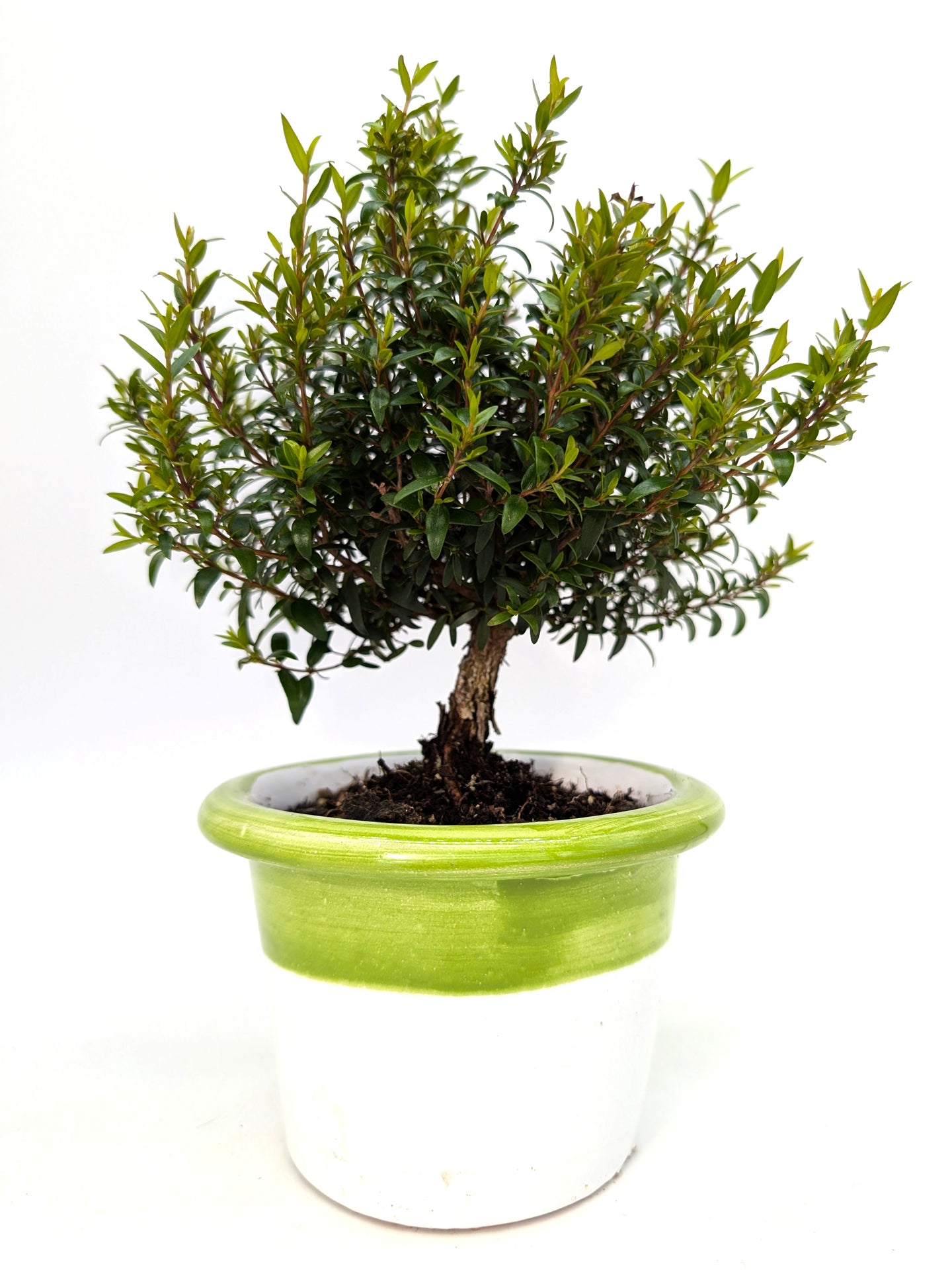 Miniature Myrtle in 14 cm Ceramic Pot
