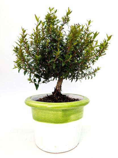 Miniature Myrtle in 14 cm Ceramic Pot