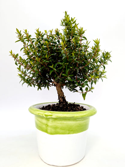 Miniature Myrtle in 14 cm Ceramic Pot