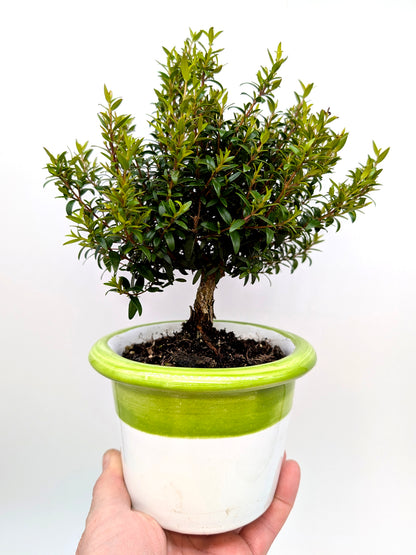 Miniature Myrtle in 14 cm Ceramic Pot