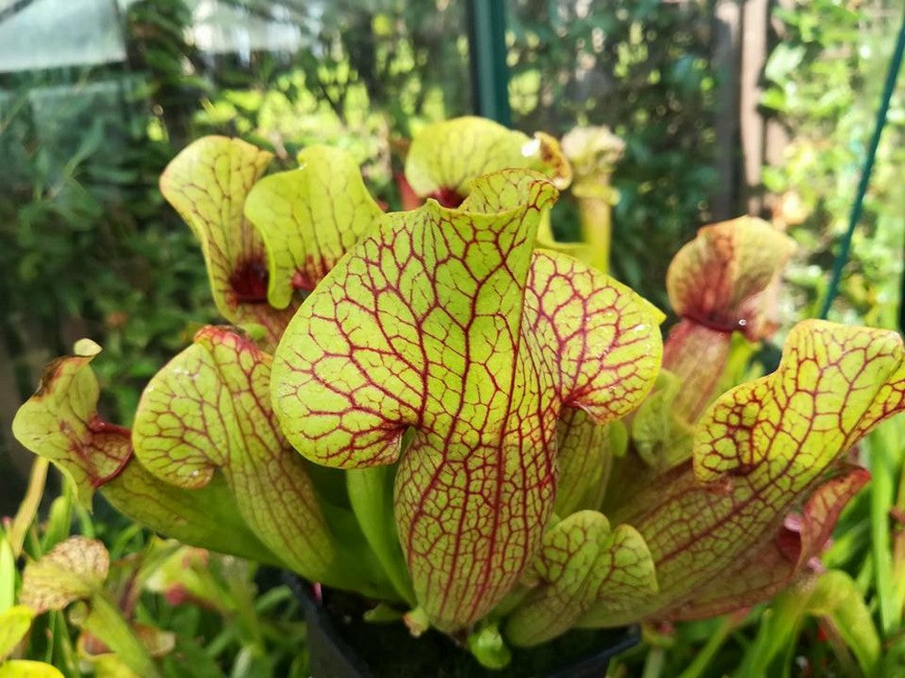 H16 GC  S.x mitchelliana "Carnival"