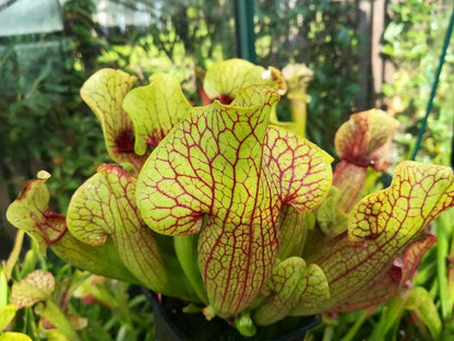 H16 GC  S.x mitchelliana "Carnival"