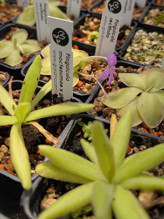 Pinguicula moctezumae x gigantea