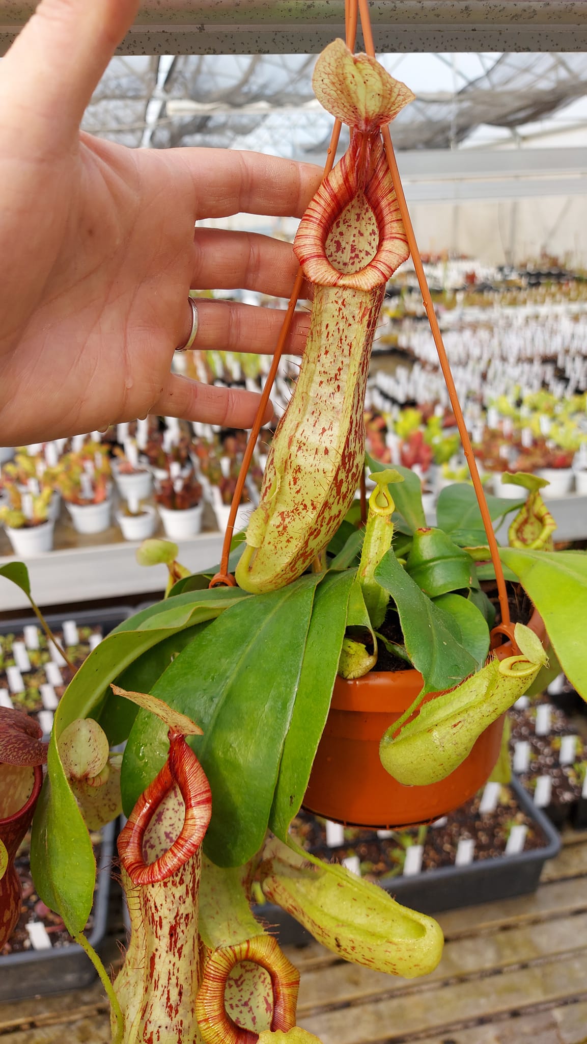 Nepenthes "Mojito"