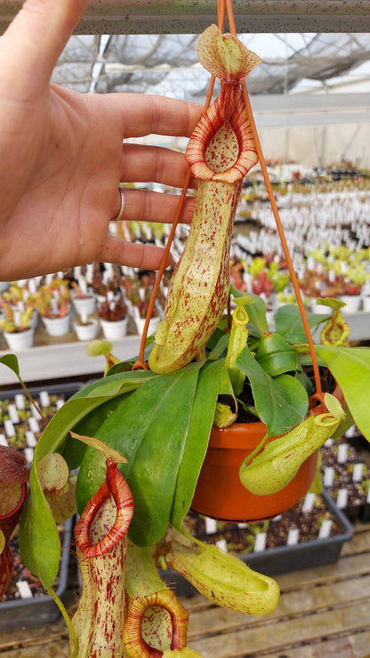 Nepenthes "Mojito"