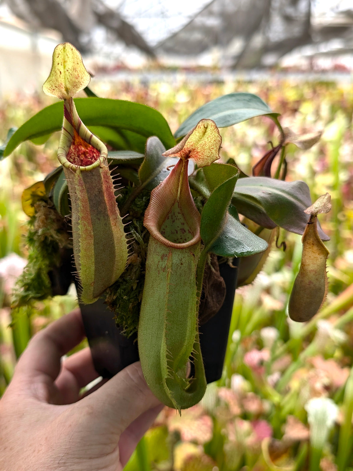 Nepenthes (mollis x veitchii) x maxima wavy leaves – Giardino Carnivoro