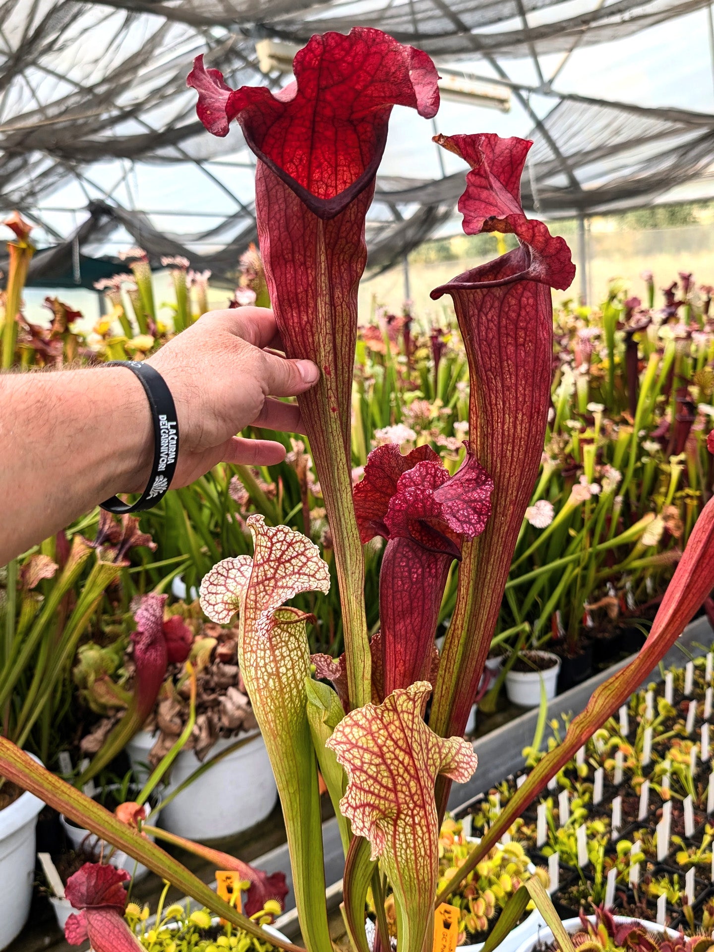 H82 GC Sarracenia "Monna Lisa Sister"