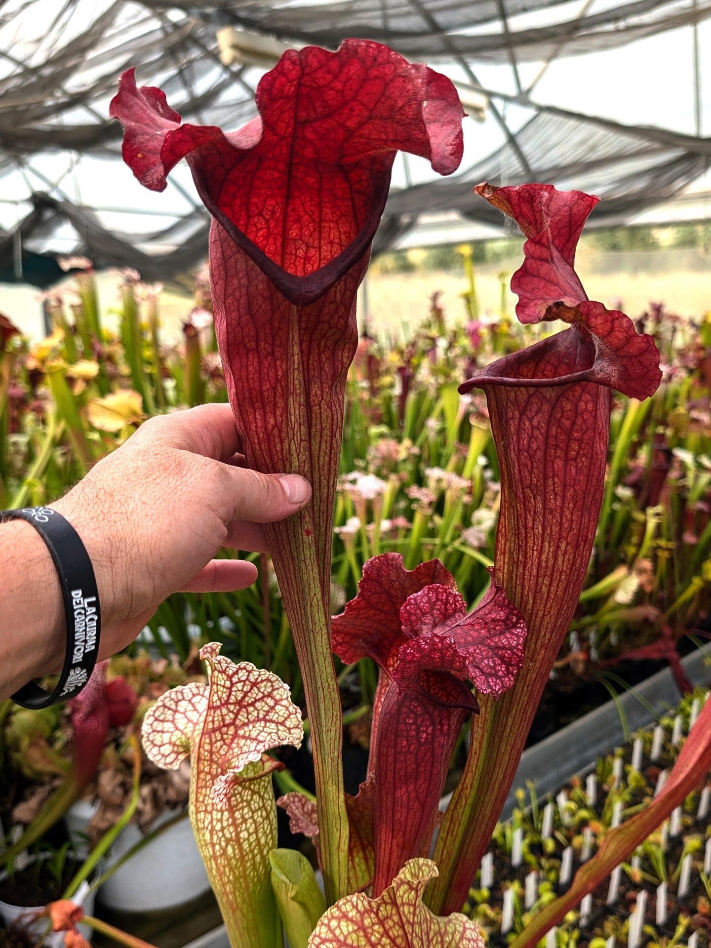H82 GC Sarracenia "Monna Lisa Sister"