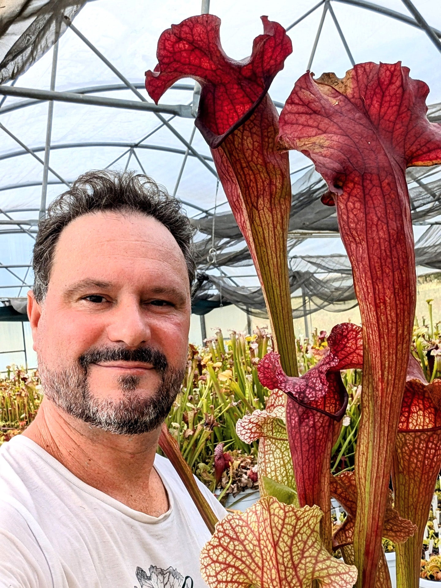 H82 GC Sarracenia "Monna Lisa Sister"