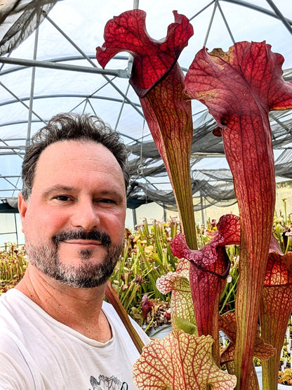 H82 GC Sarracenia "Monna Lisa Sister"