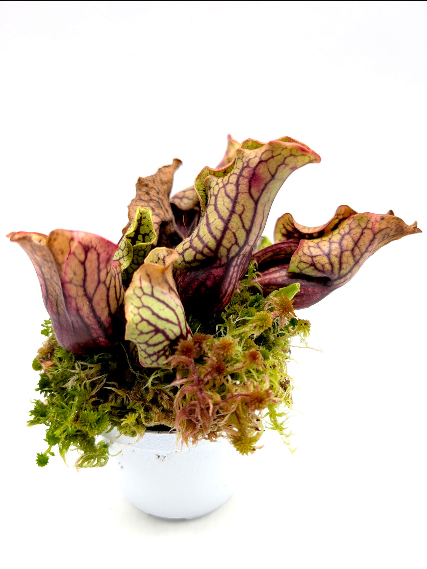 Sarracenia purpurea ssp. venosa var. montana North Carolina,W PV19C MK