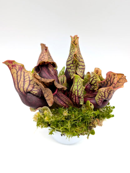 Sarracenia purpurea ssp. venosa var. montana North Carolina,W PV19C MK