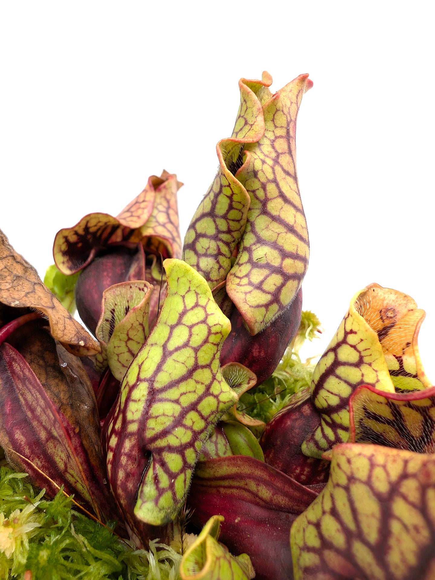 Sarracenia purpurea ssp. venosa var. montana North Carolina,W PV19C MK