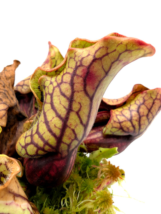 Sarracenia purpurea ssp. venosa var. montana North Carolina,W PV19C MK