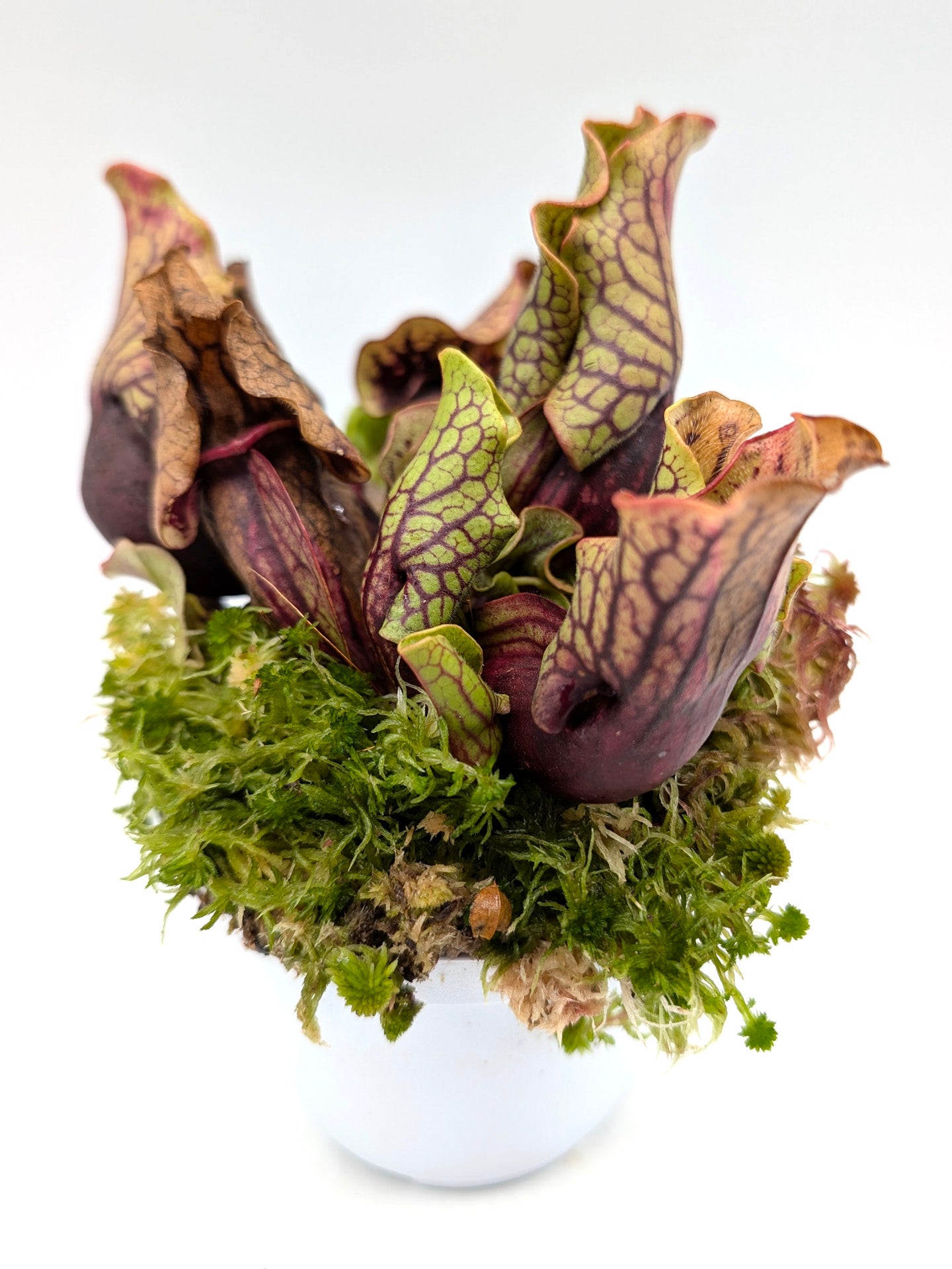 Sarracenia purpurea ssp. venosa var. montana North Carolina,W PV19C MK