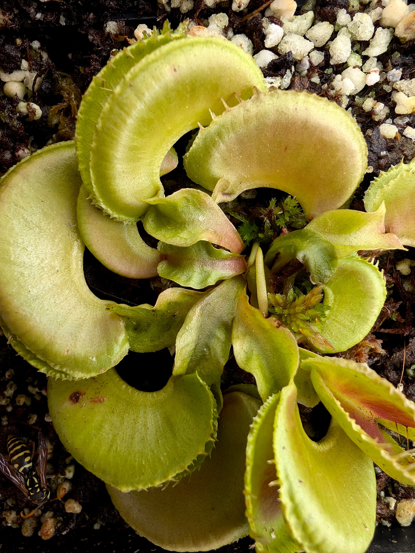 Dionaea muscipula „GJ Montecore“