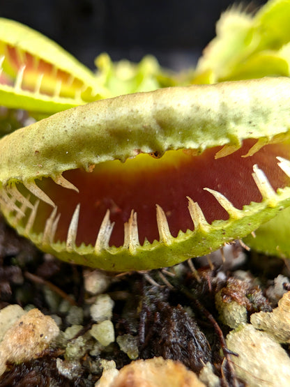 Dionaea muscipula „GJ Montecore“