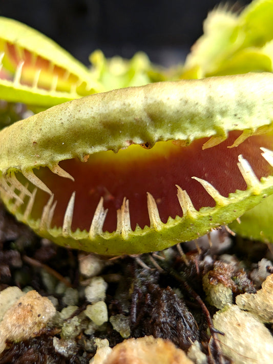 Dionaea muscipula „GJ Montecore“