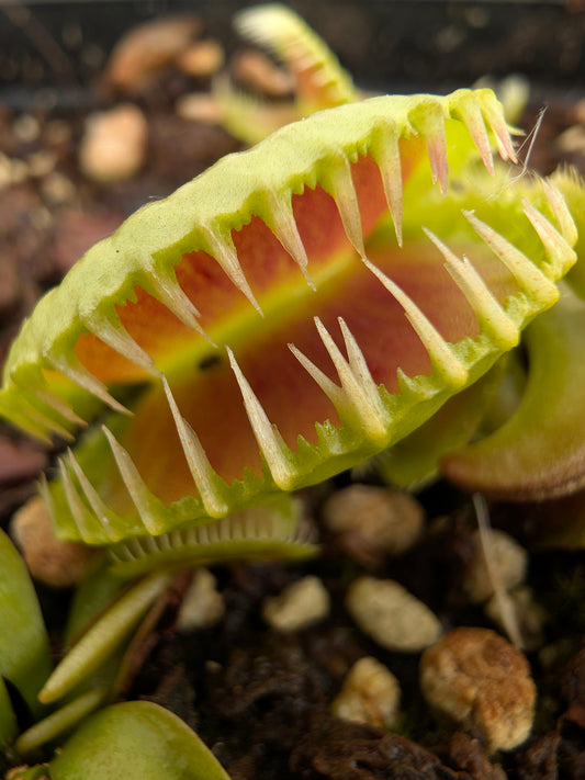 Dionaea muscipula "GJ Montecore"
