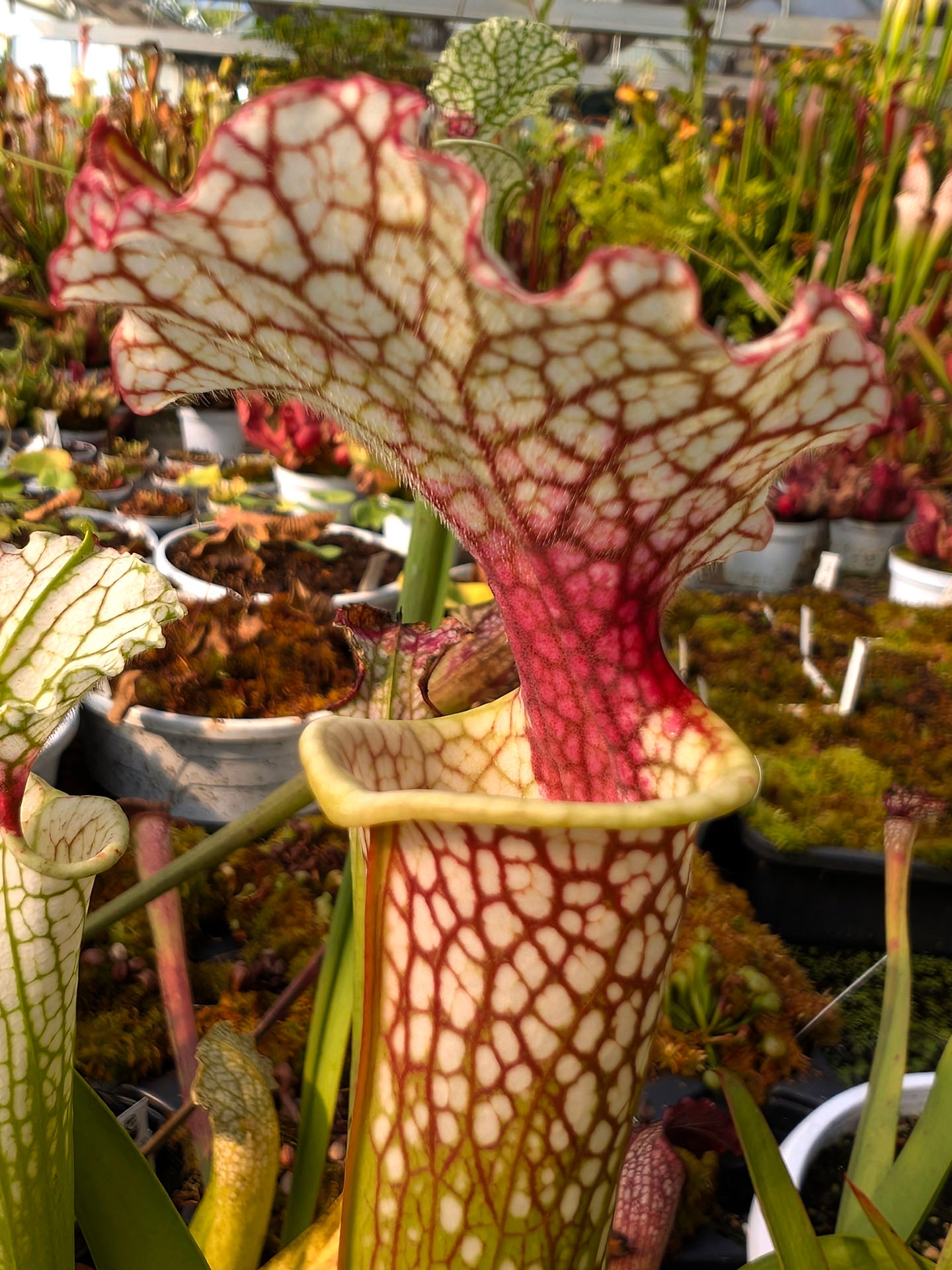 Sarracenia Moorei  Conecuh, Covington Co  SXM54 AC