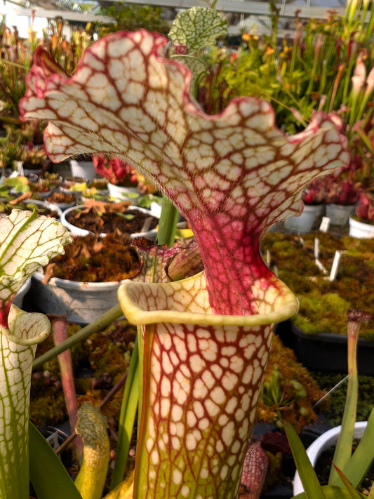 Sarracenia Moorei  Conecuh, Covington Co  SXM54 AC