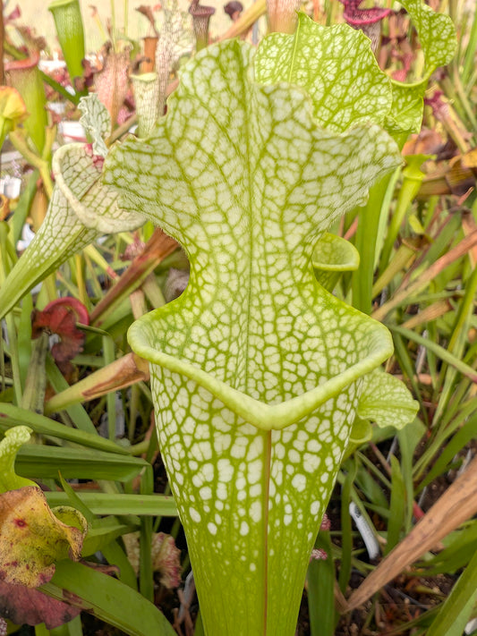 Sarracenia x moorei "Green Lime"