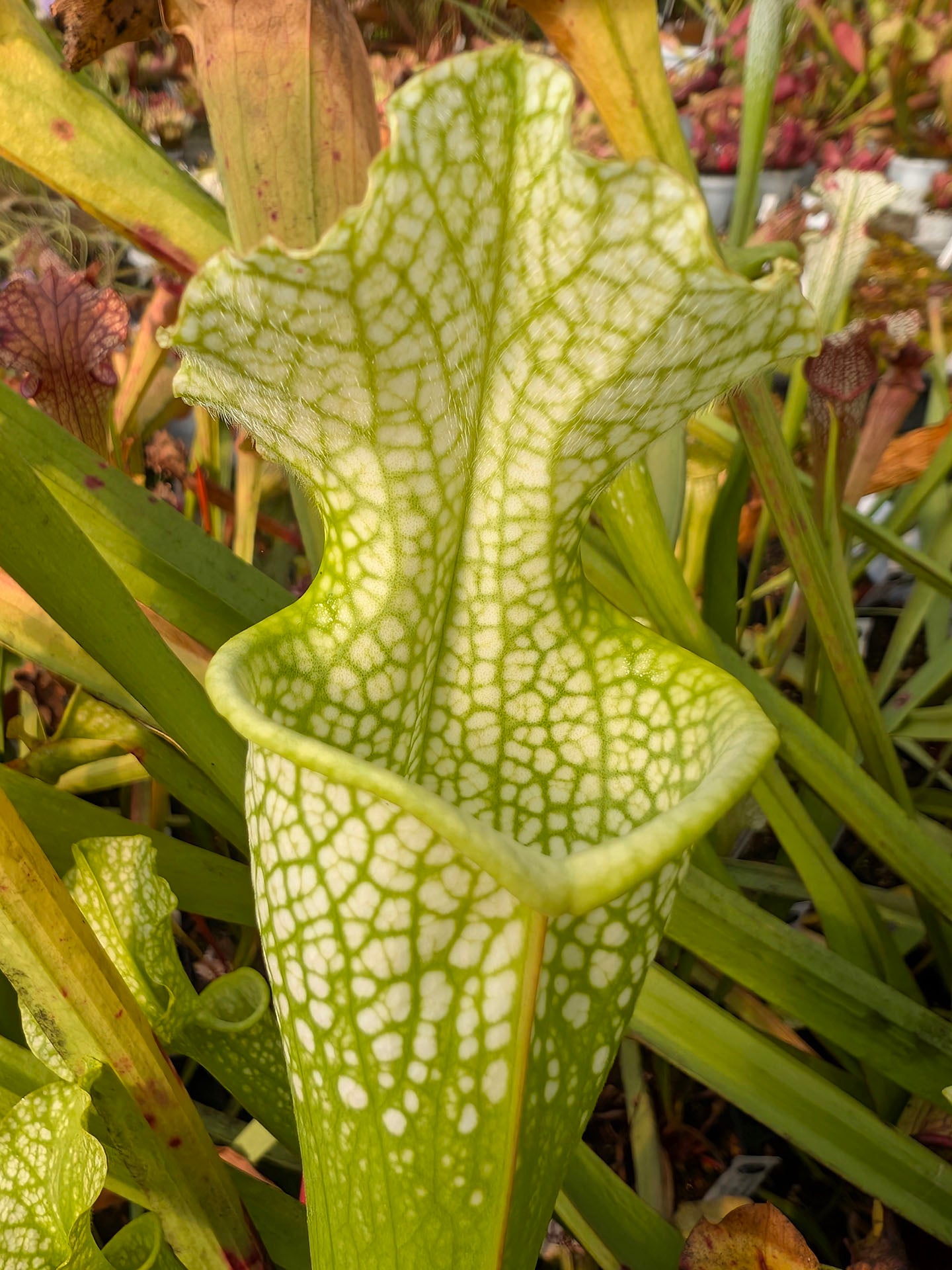 Sarracenia x moorei "Green Lime"