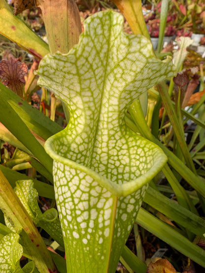 Sarracenia x moorei "Green Lime"