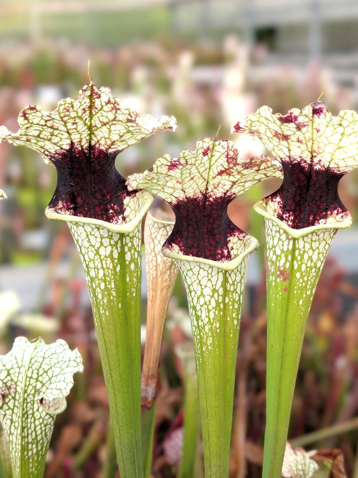 Sarracenia moorei  Conecuh x A Porais "Large Dark Throat" Srba