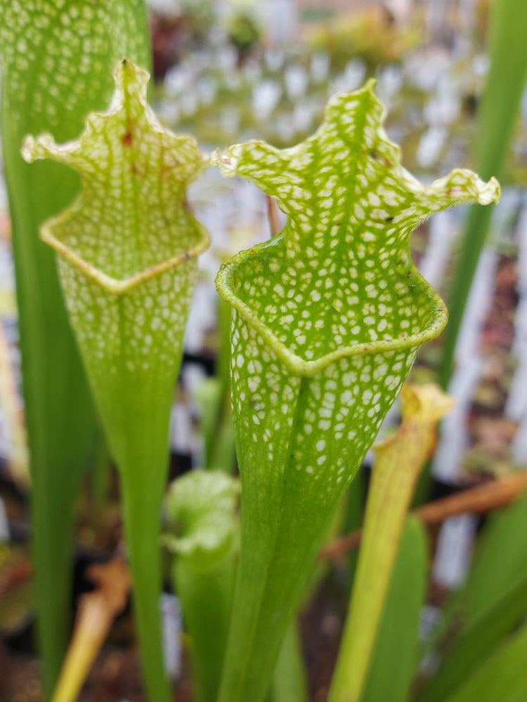 Sarracenia x moorei "Green Lime"