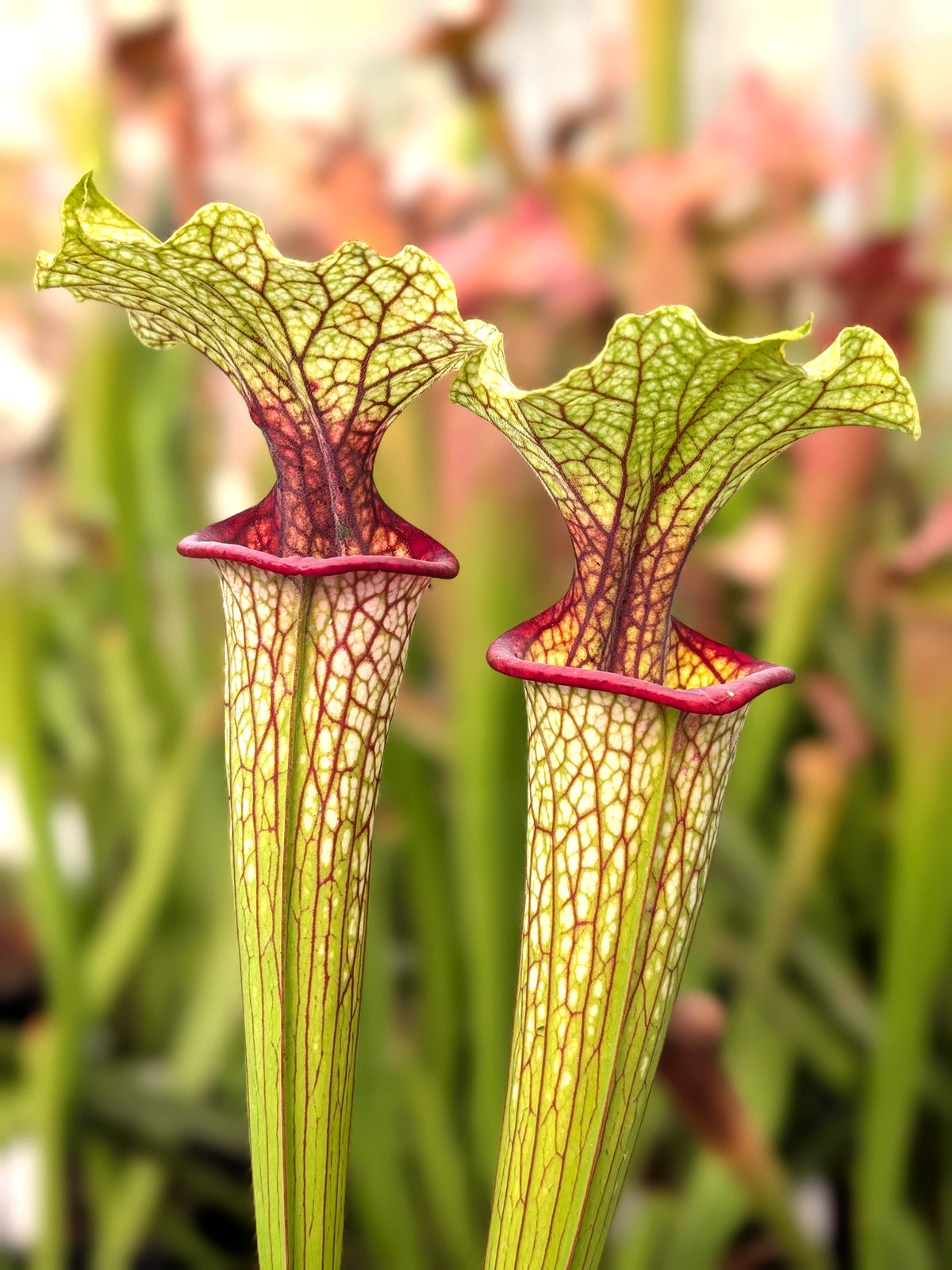 Sarracenia moorei "Very Tall" Steve Taverner