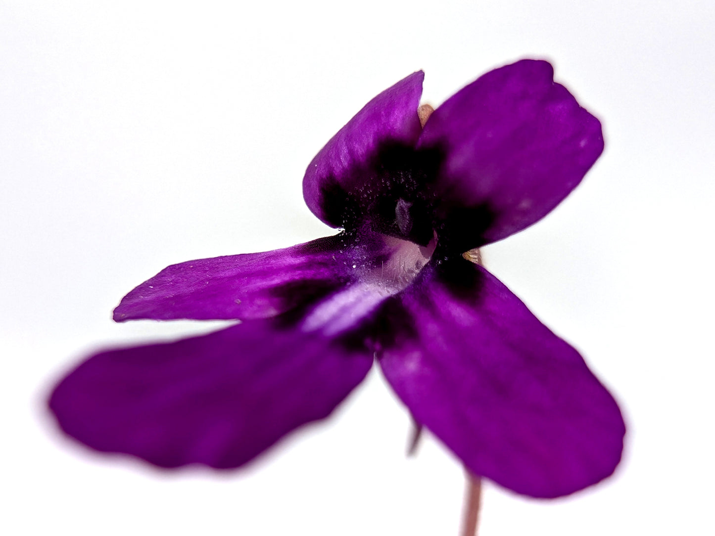 Pinguicula moranensis in der Nähe von Santa Catarina Juquila, Oaxaca, Mexiko