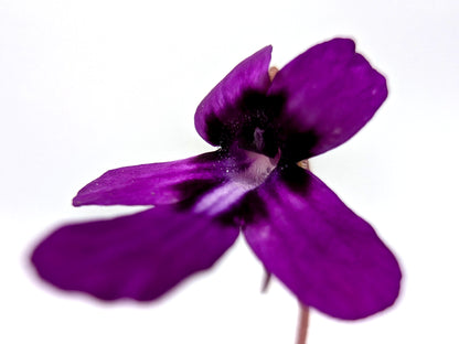 Pinguicula moranensis in der Nähe von Santa Catarina Juquila, Oaxaca, Mexiko