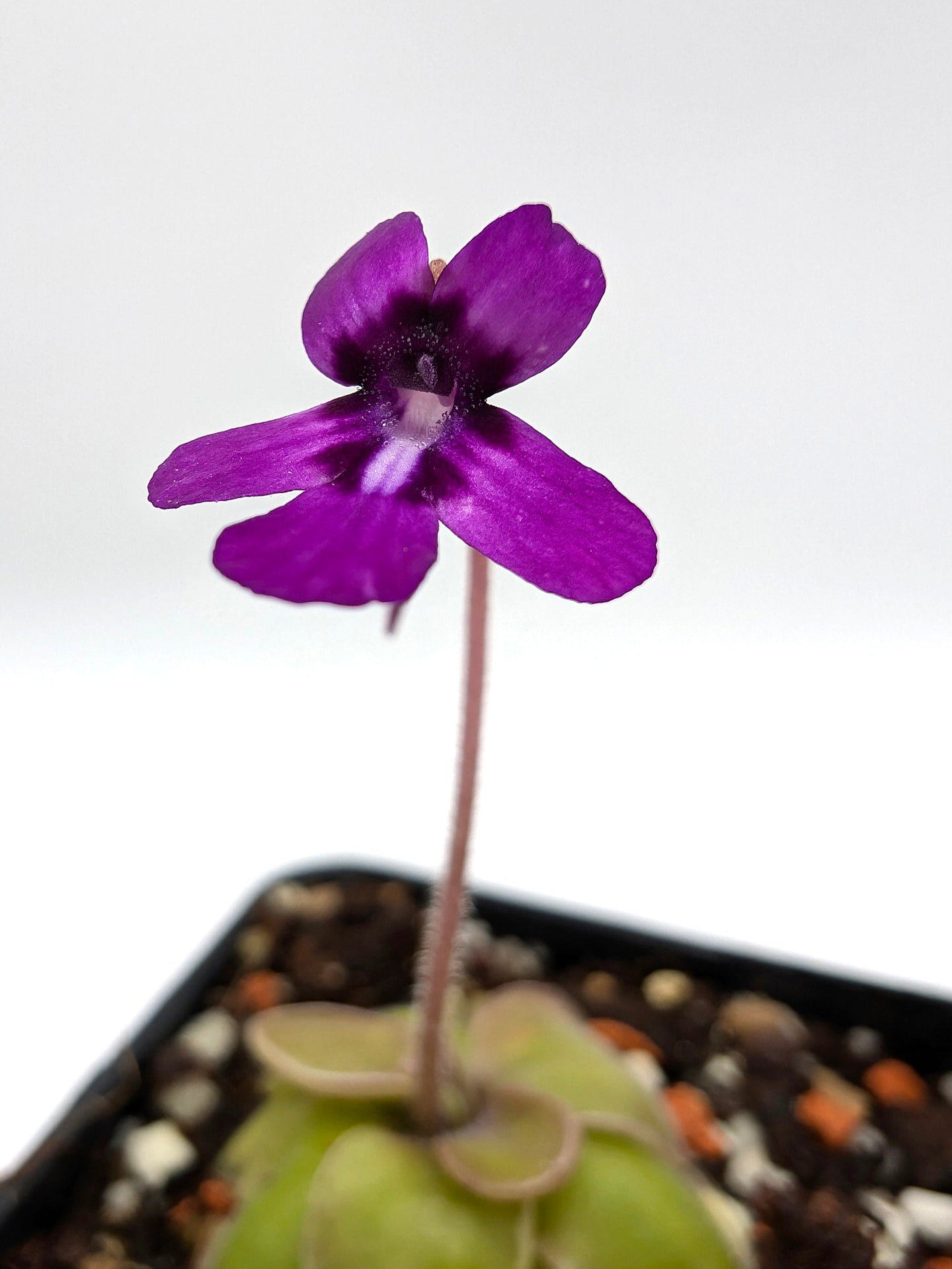 Pinguicula moranensis in der Nähe von Santa Catarina Juquila, Oaxaca, Mexiko