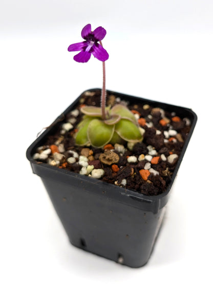 Pinguicula moranensis in der Nähe von Santa Catarina Juquila, Oaxaca, Mexiko