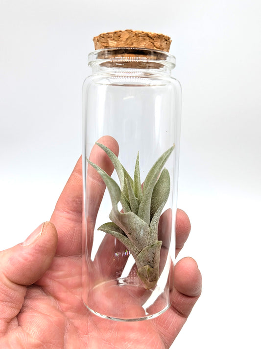 Tillandsia multiflora Glass Tube