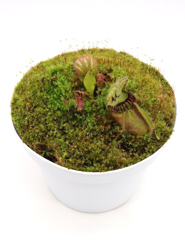 Cephalotus follicularis „Münchner Riese“