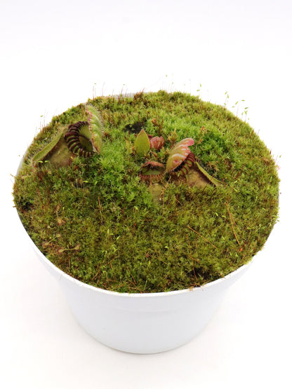 Cephalotus follicularis „Münchner Riese“