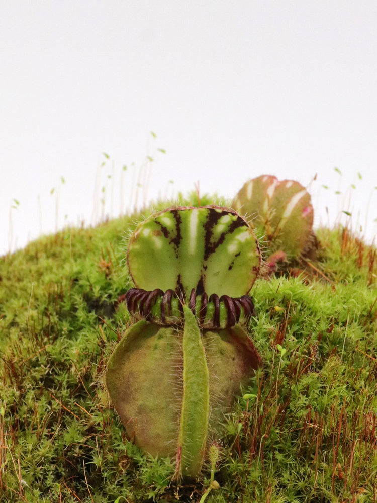 Cephalotus follicularis „Münchner Riese“