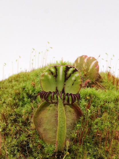 Cephalotus follicularis „Münchner Riese“