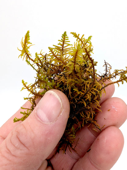 Muschio per Rocce e Terrari