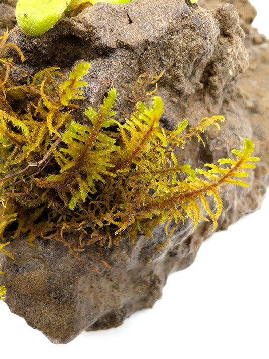 Muschio per Rocce e Terrari