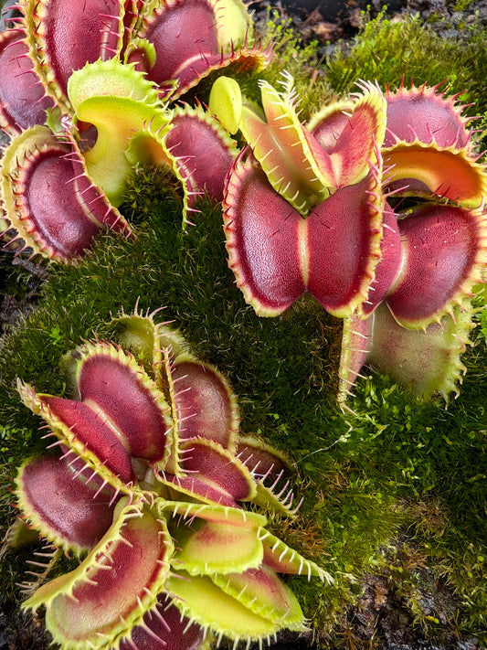 Dionaea muscipula  Mutant #1