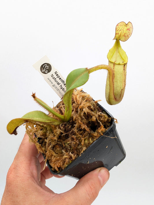 Nepenthes veitchii x stenophylla Natural wild Hybrid, Lowland form, Bario