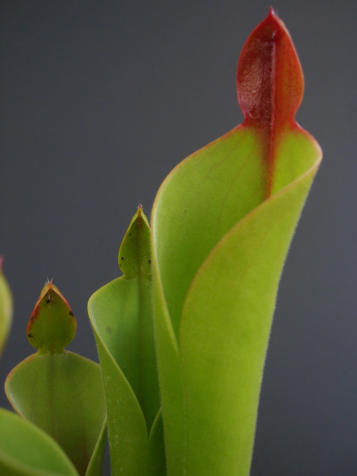 Heliamphora parva Cerro Neblina, Venezuela