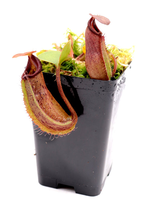 Nepenthes aff. nebularum   Mindanao, Philippines