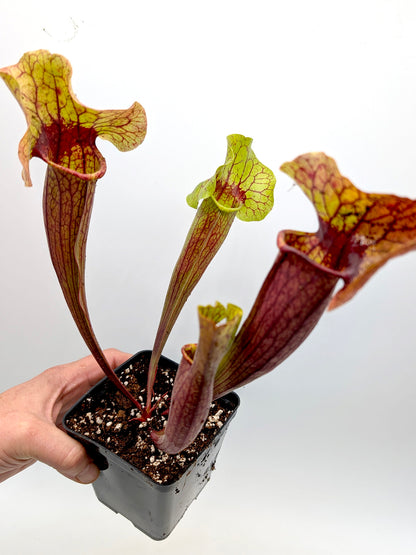 AUCTION 10: Sarracenia "Nefertari" H123 GC Size Large