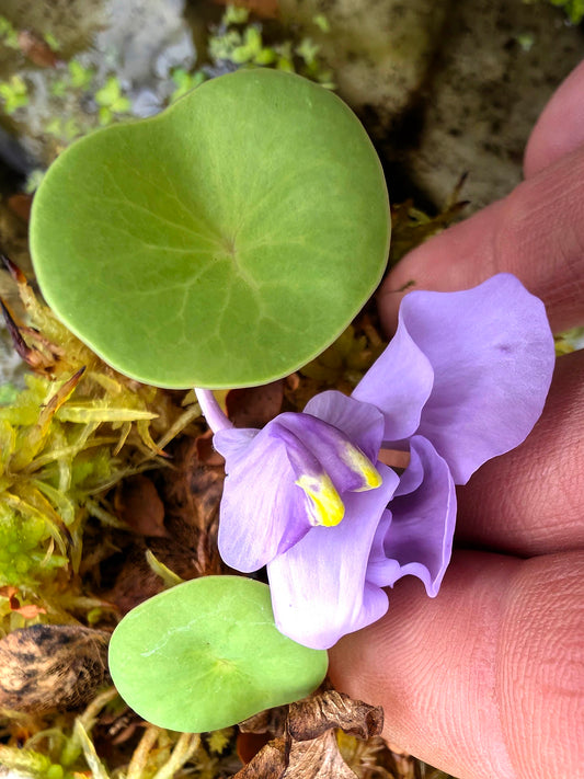 Utricularia nelumbifolia